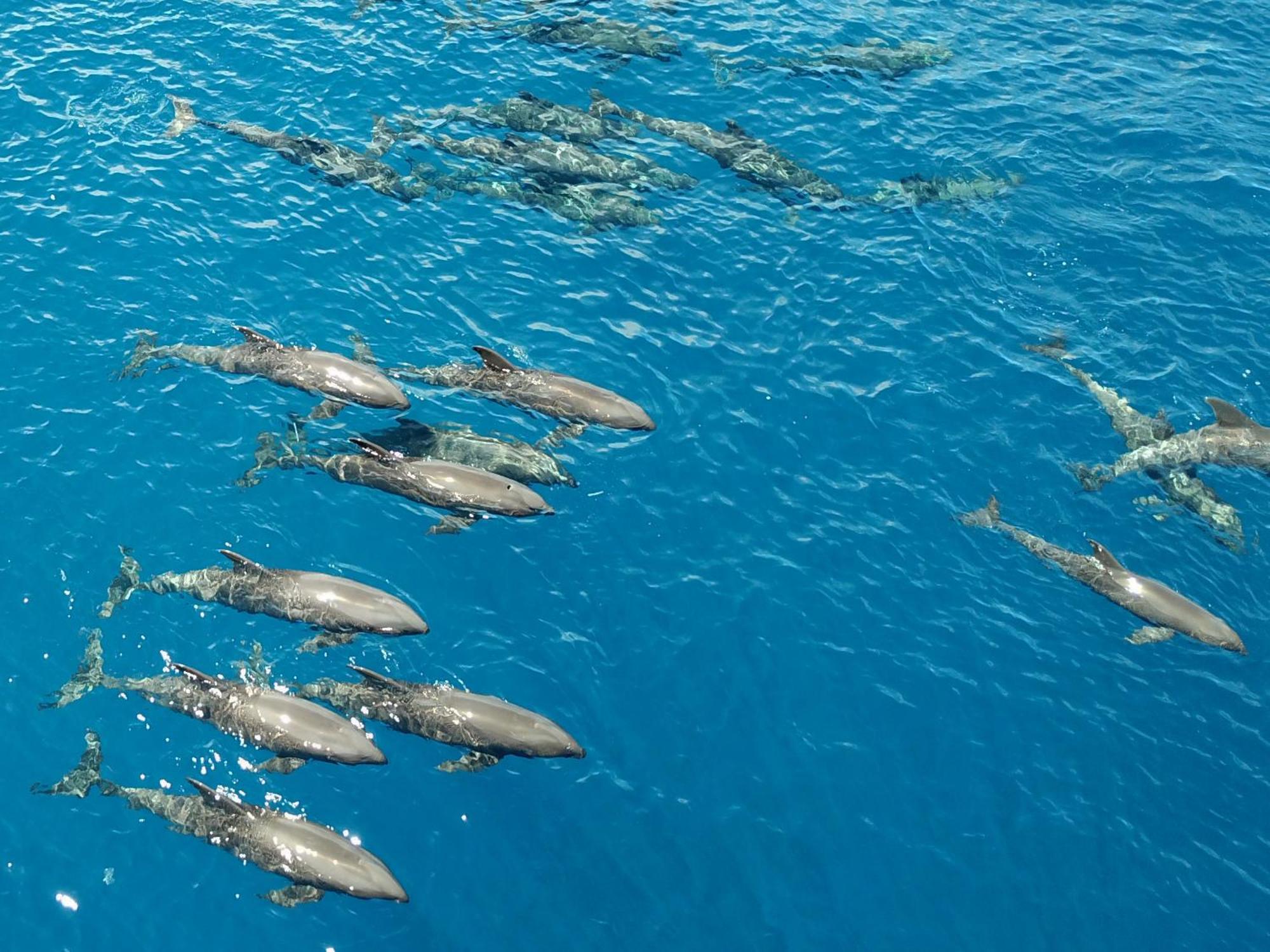 Atauro Dive Resort Beloi Ngoại thất bức ảnh