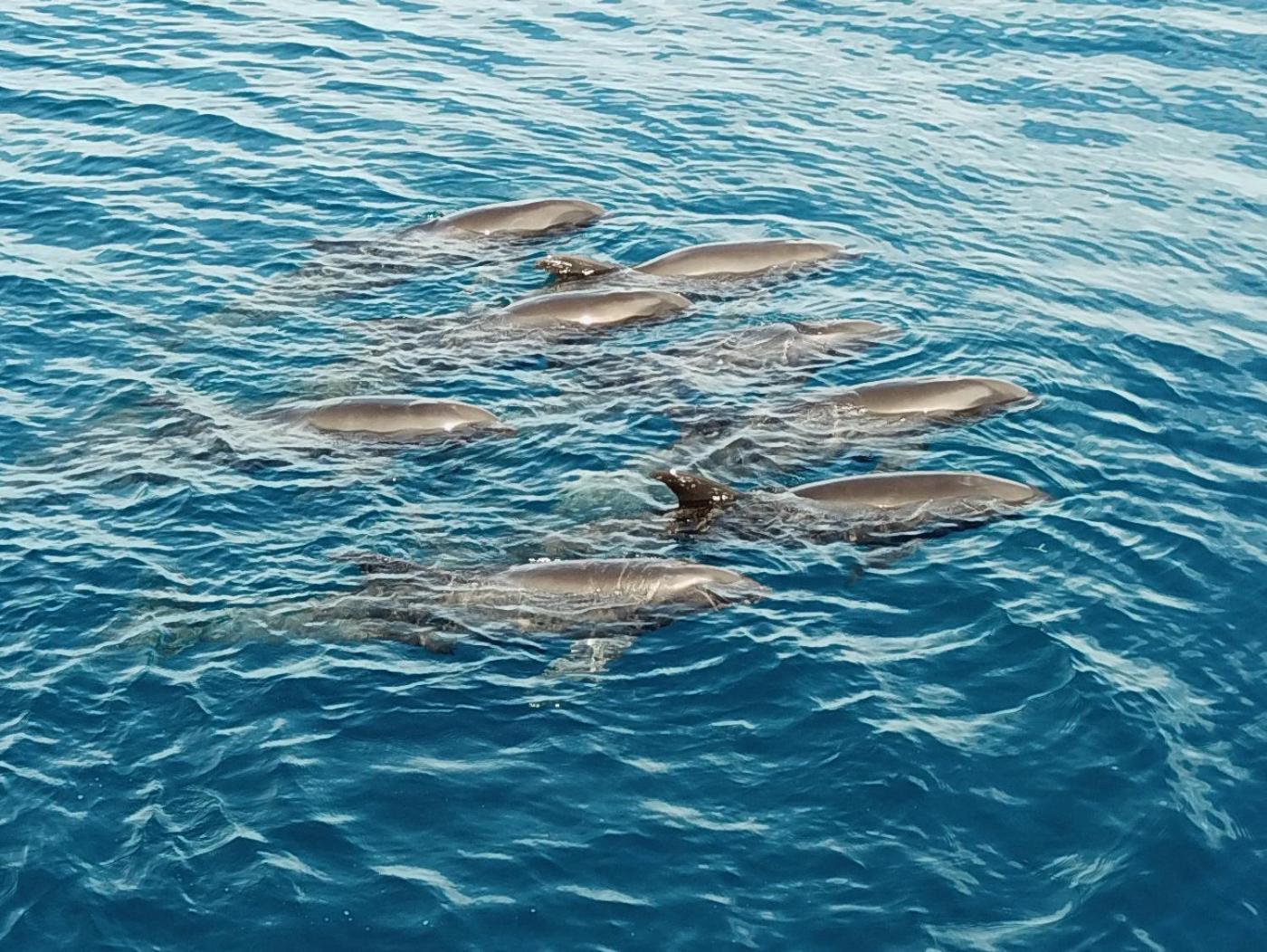 Atauro Dive Resort Beloi Ngoại thất bức ảnh