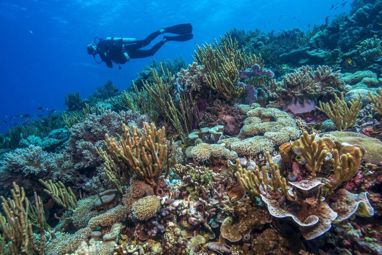 Atauro Dive Resort Beloi Ngoại thất bức ảnh