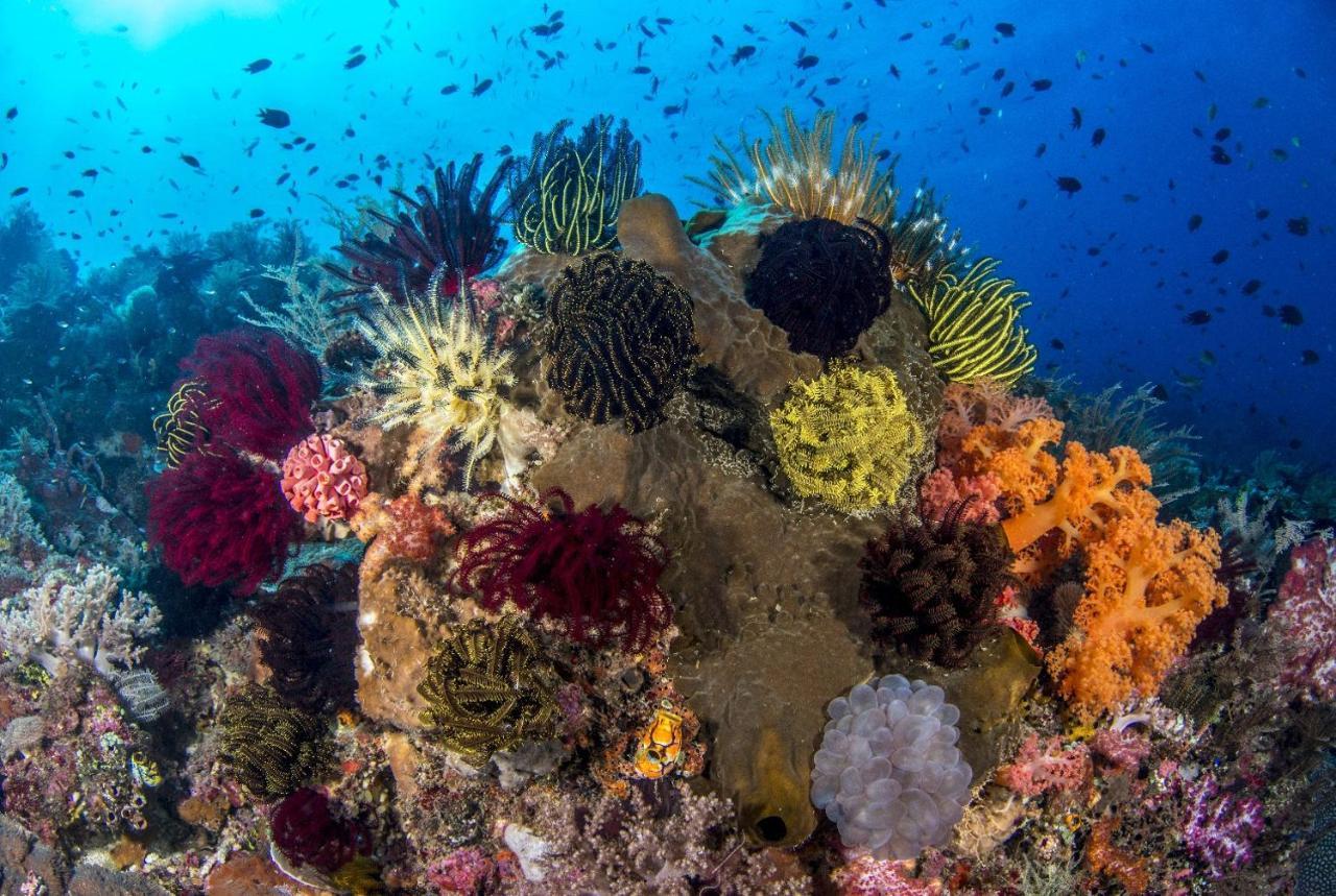 Atauro Dive Resort Beloi Ngoại thất bức ảnh